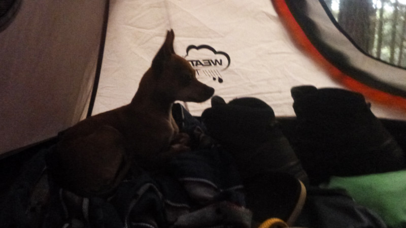 Chihuahua Tent
