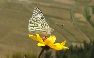 Pisac Butterfly Peru
