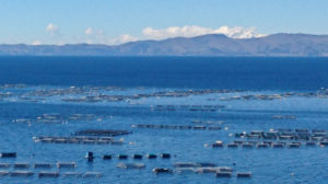 Fish Farms on Titicaca