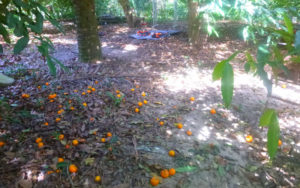 Porongo Tangarines, Morgante Nature and Food