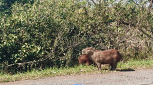 Capybara