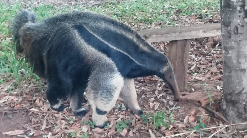 Anteater