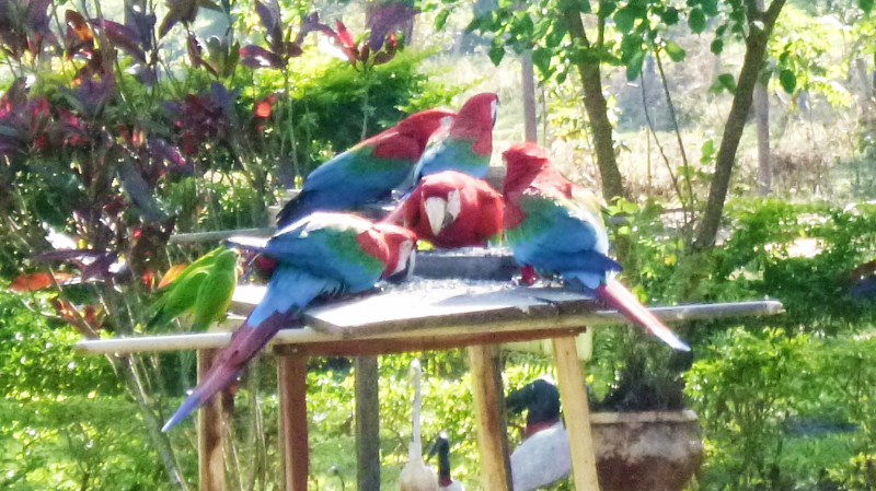 Macaws