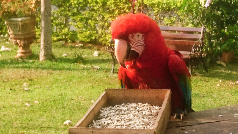 Macaw