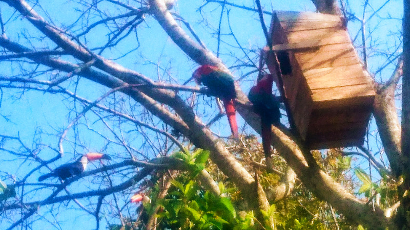 Toucans