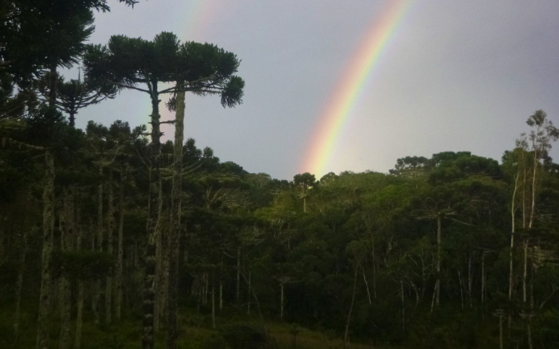 Cambara Rainbow